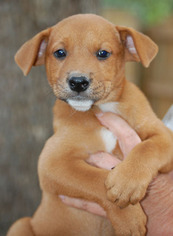 Medium Photo #1 Labrador Retriever-Unknown Mix Puppy For Sale in Garner, NC, USA