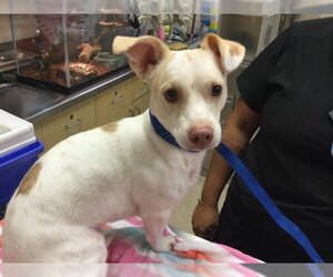 Rat Terrier Dogs for adoption in Riverside, CA, USA