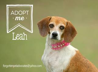 Beagle Dogs for adoption in Pearland, TX, USA