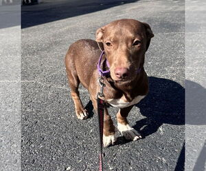 Labrador Retriever-Unknown Mix Dogs for adoption in Sterling, MA, USA