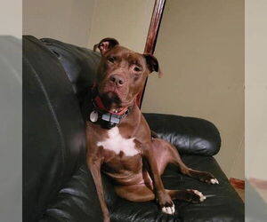 Medium Photo #4 American Pit Bull Terrier-Unknown Mix Puppy For Sale in FRAMINGHAM, MA, USA