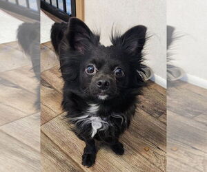 Chihuahua Dogs for adoption in Walnutport, PA, USA