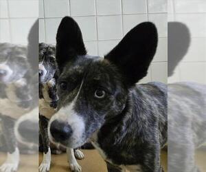 American Pit Bull Terrier-Siberian Husky Mix Dogs for adoption in Derwood, MD, USA