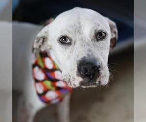 American Staffordshire Terrier-Unknown Mix Dogs for adoption in San Antonio, TX, USA