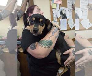 Mutt Dogs for adoption in Martinsburg, WV, USA