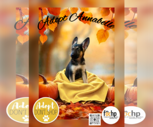 German Shepherd Dog Dogs for adoption in Menifee, CA, USA