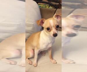 Chihuahua Dogs for adoption in Livermore, CA, USA