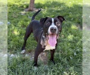 American Pit Bull Terrier-Unknown Mix Dogs for adoption in Modesto, CA, USA