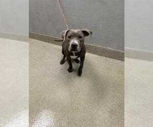 Staffordshire Bull Terrier-Unknown Mix Dogs for adoption in Las Vegas, NV, USA