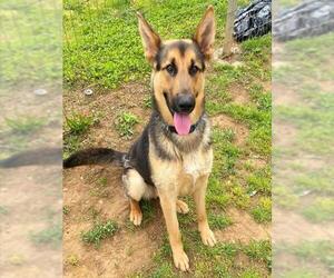 German Shepherd Dog Dogs for adoption in Sacramento, CA, USA