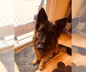 German Shepherd Dog Dogs for adoption in Modesto, CA, USA