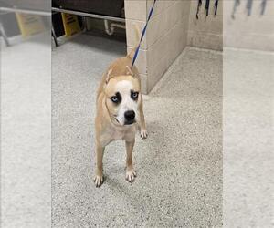 American Pit Bull Terrier-Unknown Mix Dogs for adoption in Conroe, TX, USA