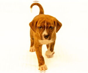 Mutt Dogs for adoption in Brooklyn Center, MN, USA