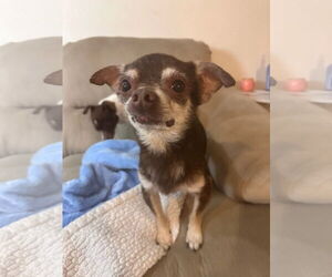 Chihuahua-Unknown Mix Dogs for adoption in New London, WI, USA