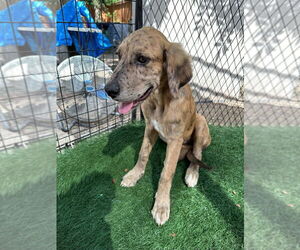 Great Dane Dogs for adoption in Bullard, TX, USA