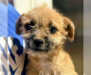 Mutt Dogs for adoption in Vail, AZ, USA