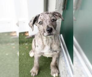 Great Dane-Labrador Retriever Mix Dogs for adoption in Salem, MA, USA