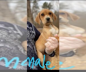 Beabull Dogs for adoption in Newark, DE, USA