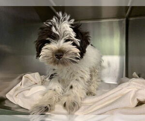 Mutt Dogs for adoption in Grand Prairie, TX, USA