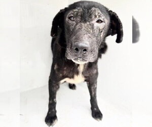 Labrador Retriever-Unknown Mix Dogs for adoption in Houston, TX, USA