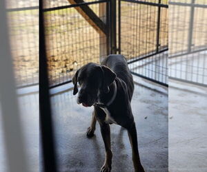 Great Dane Dogs for adoption in Palm Beach, FL, USA