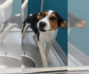Mutt Dogs for adoption in Oklahoma City, OK, USA