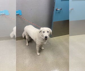 Labrador Retriever-Unknown Mix Dogs for adoption in Las Vegas, NV, USA