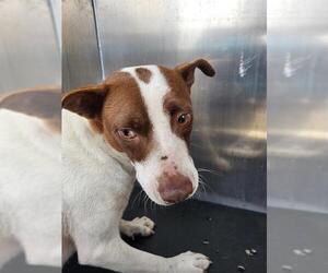 Mutt Dogs for adoption in San Antonio, TX, USA