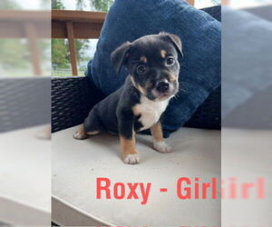 American Staffordshire Terrier-Unknown Mix Dogs for adoption in San Antonio, TX, USA
