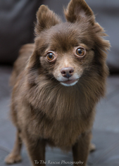 Pomeranian Dogs for adoption in Anchorage, AK, USA