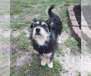 Mutt Dogs for adoption in Holly Springs, NC, USA