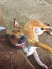 Australian Kelpie-Unknown Mix Dogs for adoption in Merriam, KS, USA