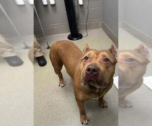 American Bulldog-Unknown Mix Dogs for adoption in Las Vegas, NV, USA