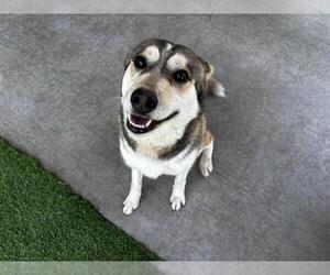 Siberian Husky-Unknown Mix Dogs for adoption in Grand Prairie, TX, USA