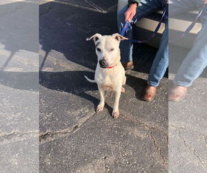 Mutt Dogs for adoption in Stover, MO, USA