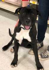 Labrador Retriever-Unknown Mix Dogs for adoption in Knoxville, TN, USA