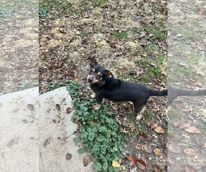 Mutt Dogs for adoption in Fairfield, IL, USA