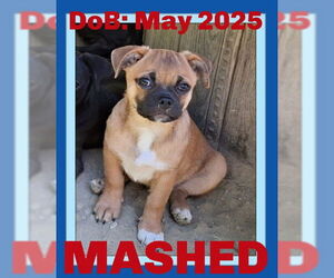 Pug-Unknown Mix Dogs for adoption in Sebec, ME, USA