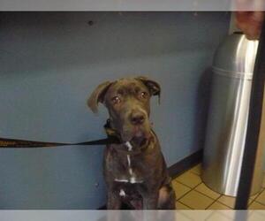 Mastiff Dogs for adoption in Burbank, CA, USA
