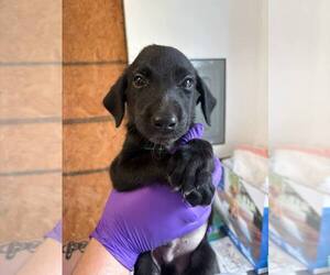 Dachshund-Unknown Mix Dogs for adoption in Bolivar, MO, USA