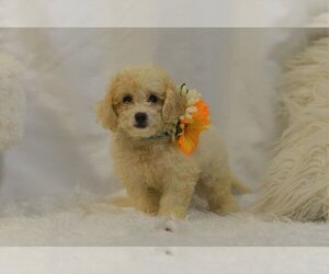 Cavapoo Dogs for adoption in Studio City, CA, USA
