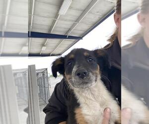 Australian Cattle Dog Dogs for adoption in Bakersfield, CA, USA