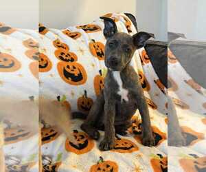 American Staffordshire Terrier-Boxer Mix Dogs for adoption in Overland Park, KS, USA