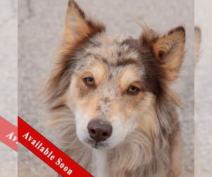 Australian Shepherd-Collie Mix Dogs for adoption in Huntley, IL, USA