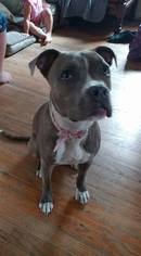 American Pit Bull Terrier Dogs for adoption in Marine City, MI, USA