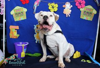 American Bulldog Dogs for adoption in Hollywood, MD, USA