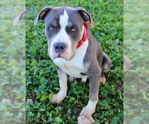 American Pit Bull Terrier Dogs for adoption in San Angelo, TX, USA