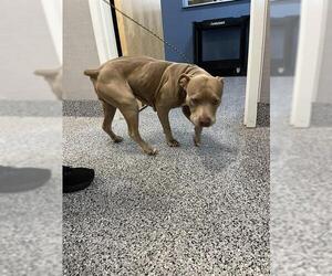 Staffordshire Bull Terrier Dogs for adoption in Palmetto, FL, USA