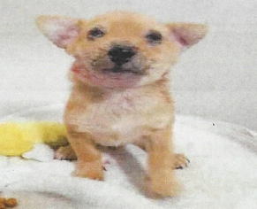 Mutt Dogs for adoption in Silverlake, WA, USA