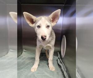 Siberian Husky-Unknown Mix Dogs for adoption in Redlands, CA, USA